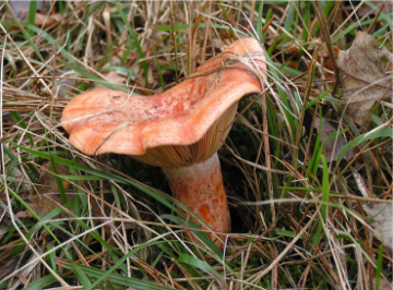 Pine ring