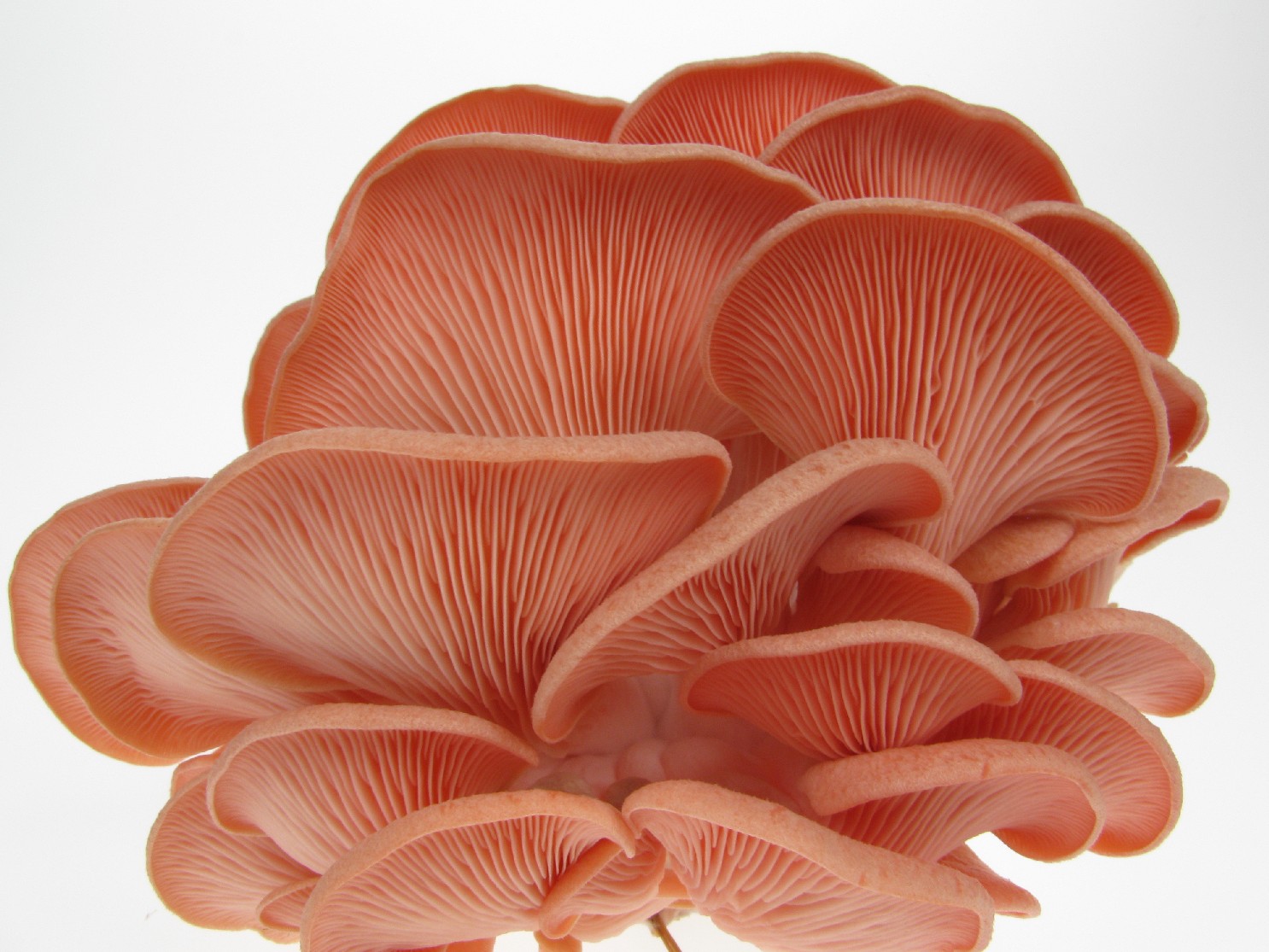 Pink oyster mushroom cluster