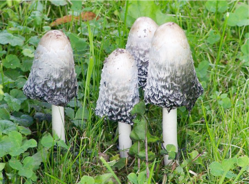 Coprinus comatus 