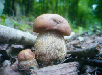 leccinum duriusculum