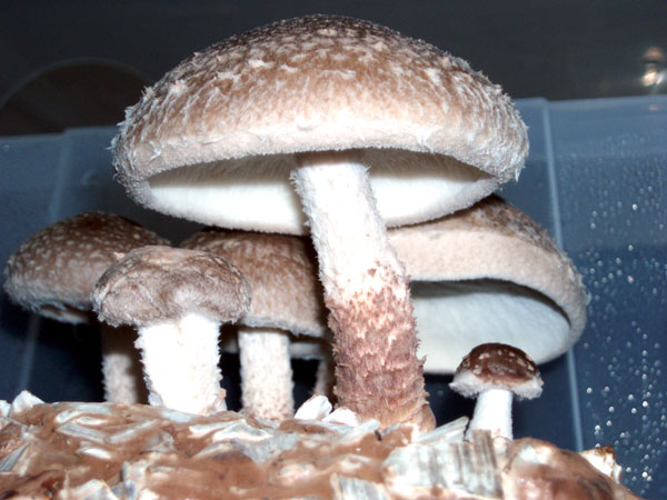 Shiitake (Warm)