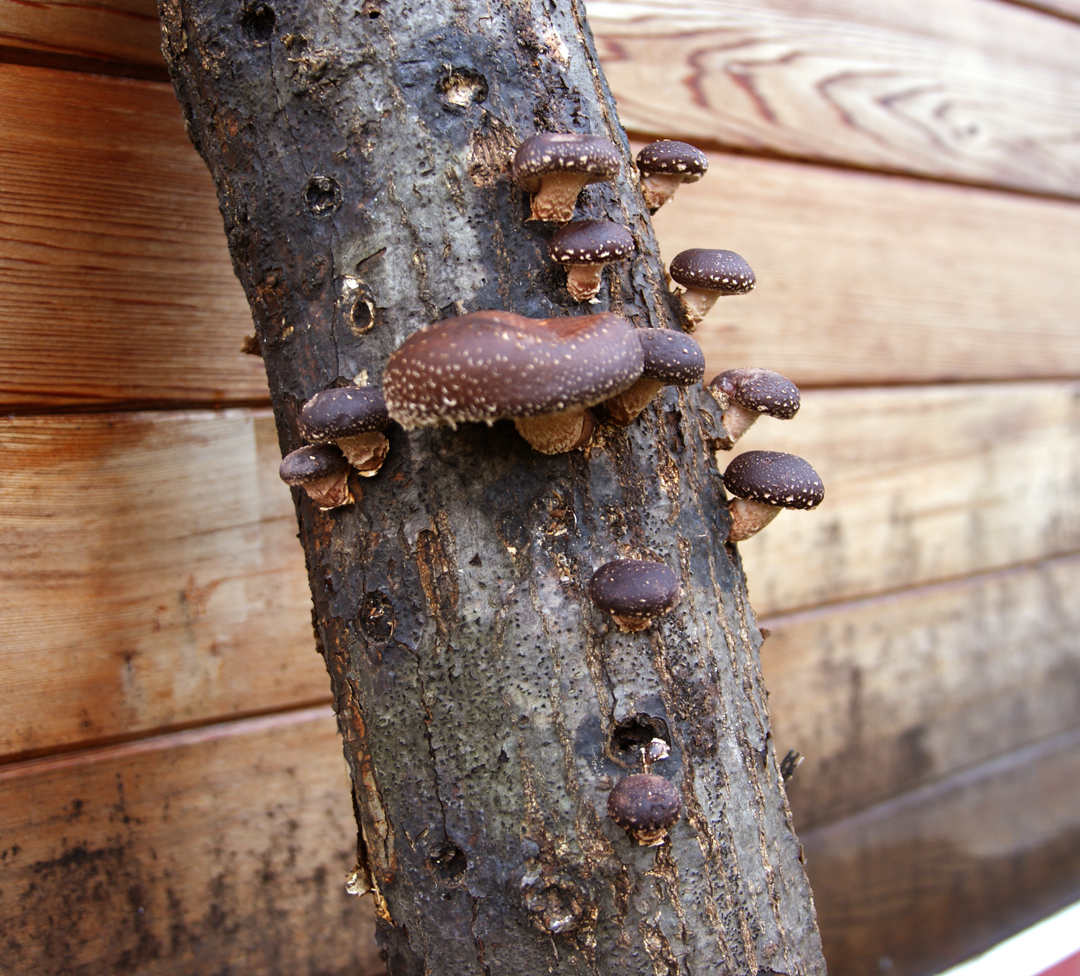 Shiitake mushrooms on log