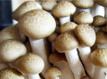 Beech Mushroom
