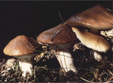 Suillus luteus