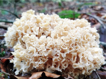 Sparassis crispa