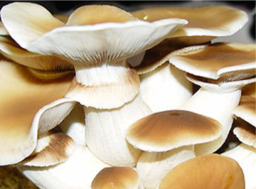 Agrocybe / Swordbelt
