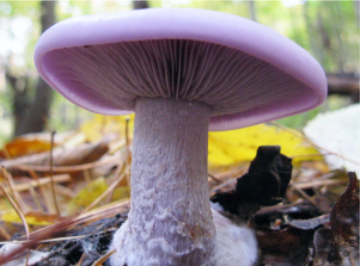 Lepista nuda