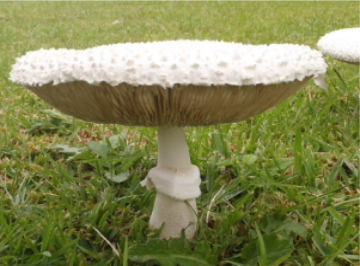 Macrolepiota procera