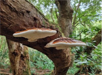 Fomitopsis betulina