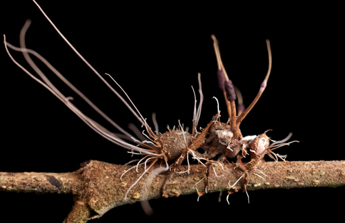 Cordyceps militaris