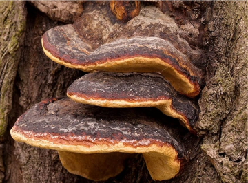 Phellinus linteus