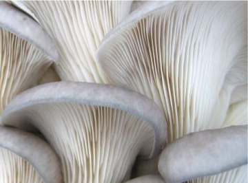 Pleurotus ostreatus