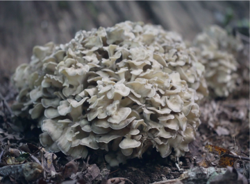 Grifola frondosa