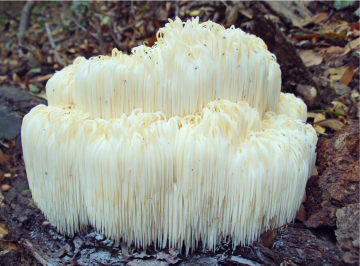 Hericium erinaceus