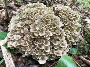Grifola frondosa