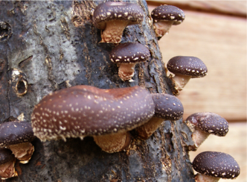 Lentinula edodes