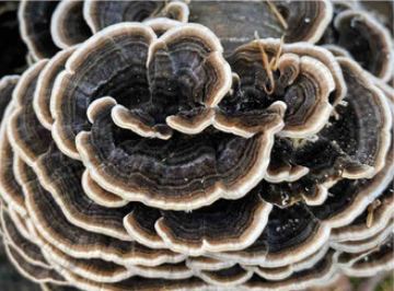 Trametes versicolor