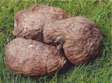 Wolfiporia cocos