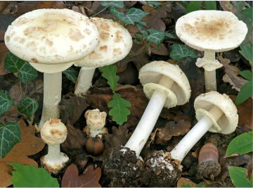 false death cap