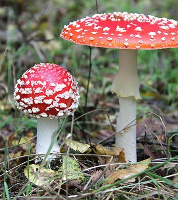 fly agaric