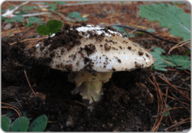 Death Cap Mushroom