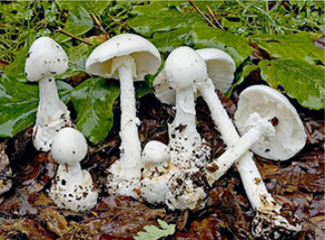 destroying angel