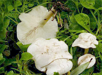 ivory funnel
