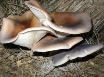 ghost fungus