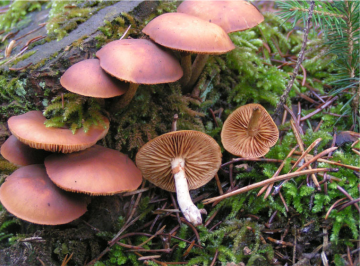 deadly skullcap