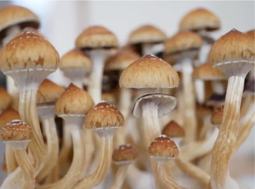 Psilocybe cubensis — Golden Teacher