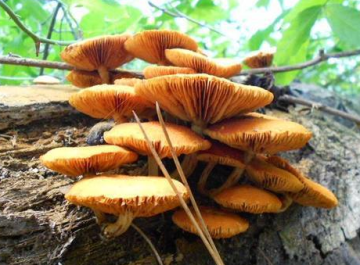 Gymnopilus aeruginosus — Magic Blue Gymnopilus