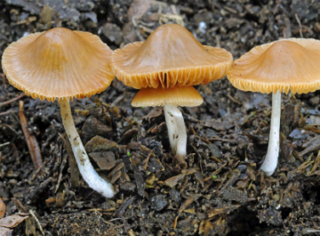 Conocybe cyanopus — Blue-Footed Conocybe