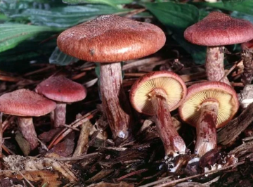 Gymnopilus purpuratus — Purple Gymnopilus