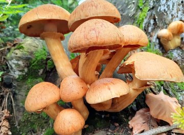 Gymnopilus junonius — Spectacular Rustgill