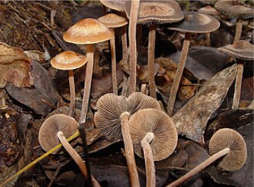 Panaeolus cinctulus — Banded Mottlegill