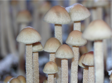 Panaeolus tropicalis — Tropical Mottlegill