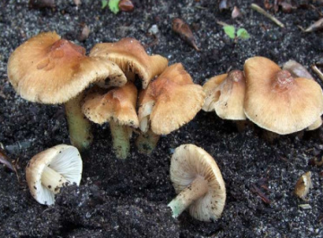 Inocybe aeruginascens — Blue-Greening Inocybe