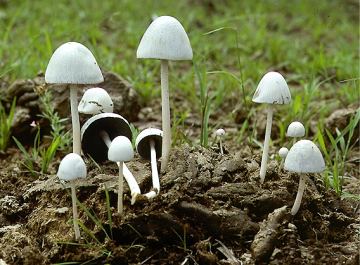 Psilocybe cyanescens — Wavy Cap