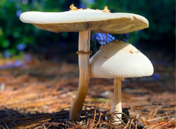 Panaeolus africanus — African Mottlegill