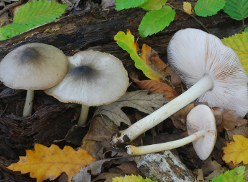 Pluteus salicinus — Willow Shield