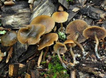Psilocybe caerulipes — Blue-Foot