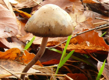 Psilocybe bohemica — Bohemian Psilocybe