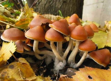 Psilocybe azurescens — Flying Saucer Mushroom