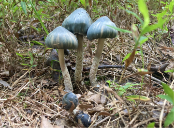 Psilocybe caerulescens — Landslide Mushroom