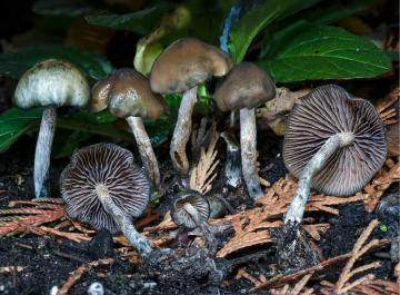 Psilocybe baeocystis — Knobby Tops