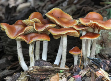 Panaeolus cyanescens — Blue Meanie