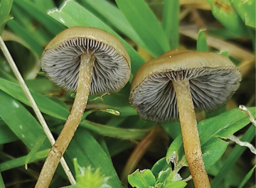 Psilocybe ingeli — Indigo