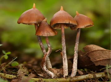 Psilocybe hoogshagenii — Little Birds