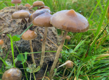 Psilocybe fimetaria — Dung-Loving Psilocybe