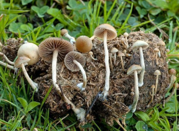 Psilocybe liniformans — Lawn Psilocybe